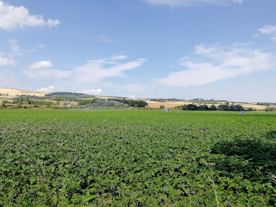 Photo Hopfield network