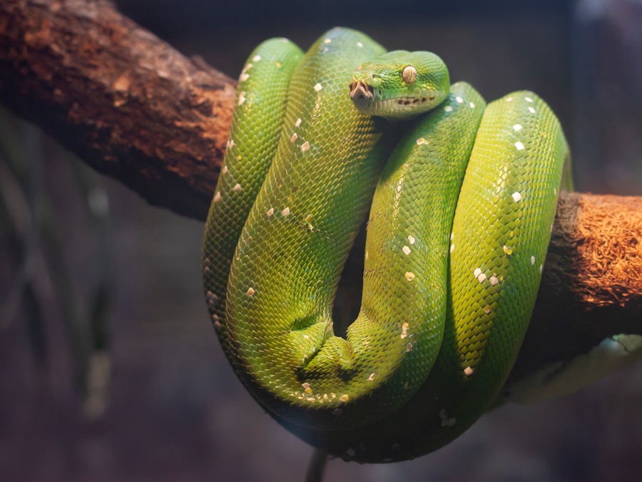 Photo Sentiment analysis python