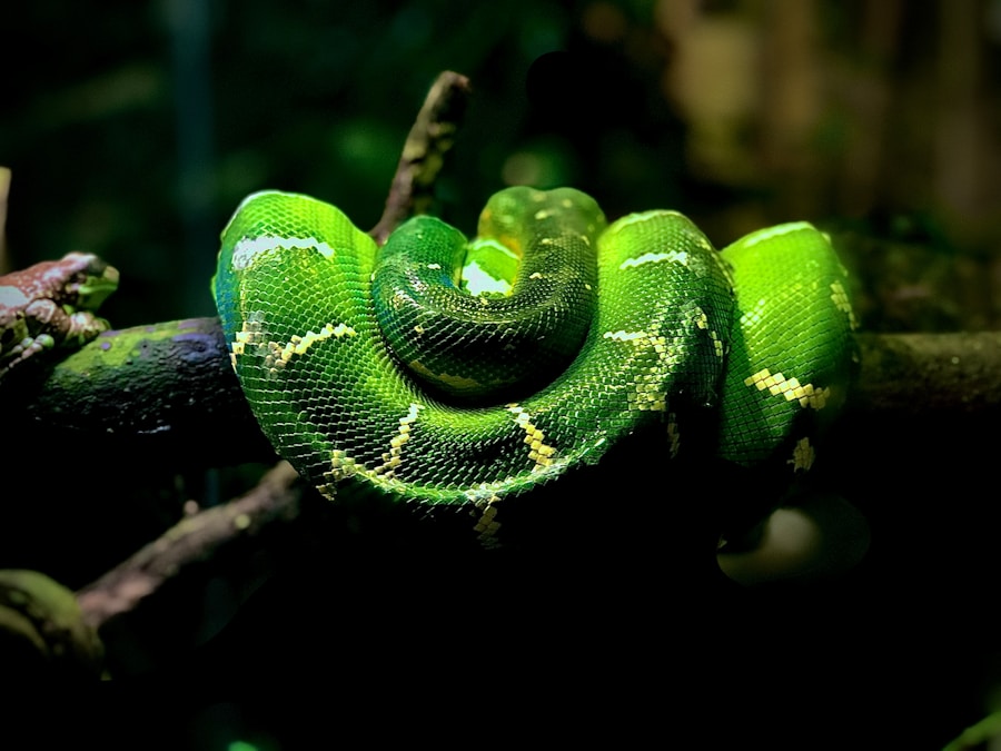 Photo sentiment analyzer python