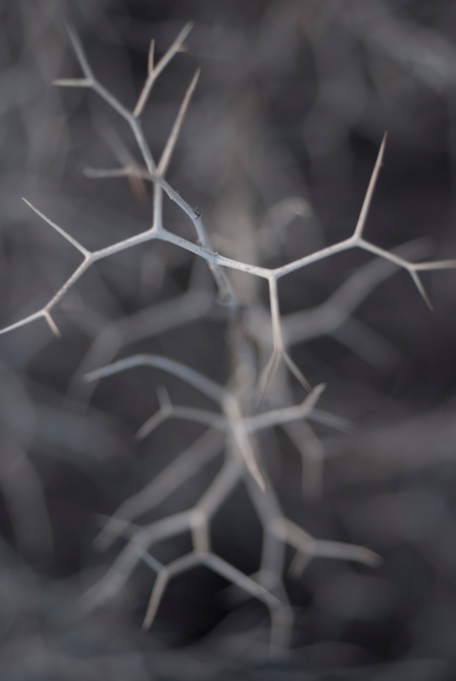 Photo Cellular neural network