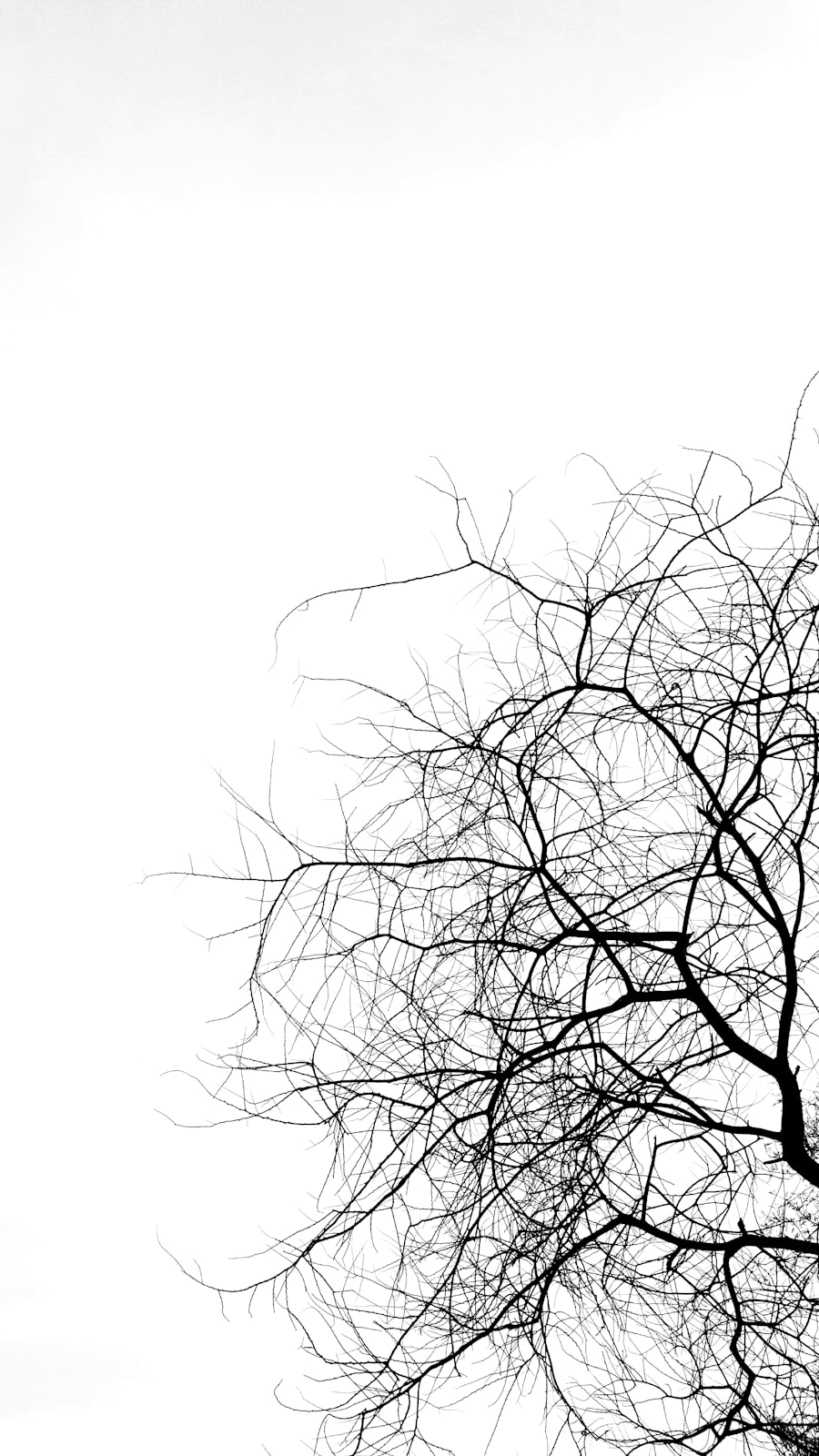 Photo Feedback neural network