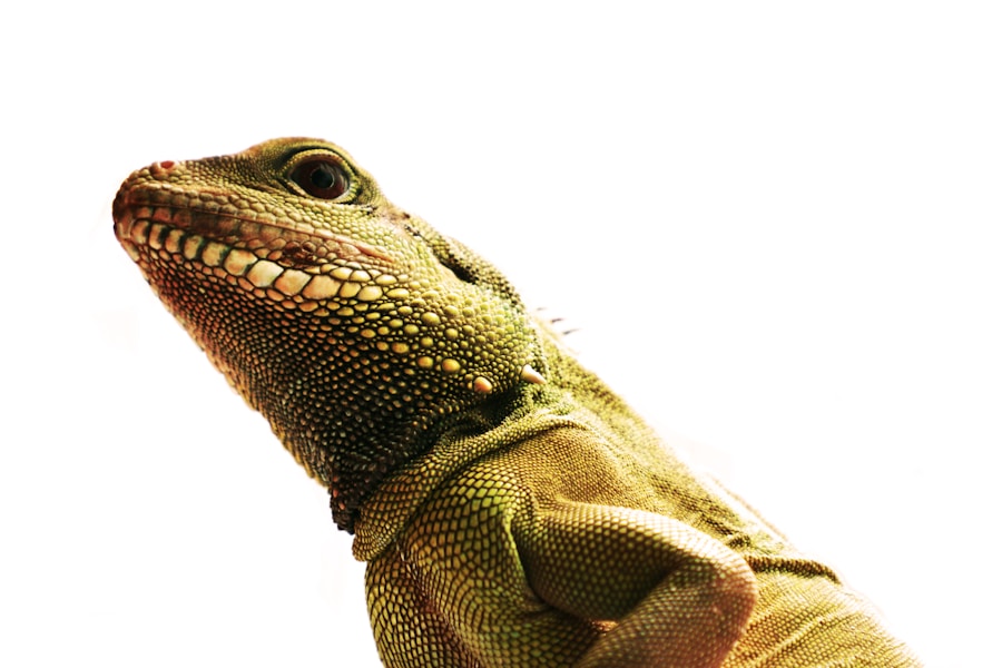 Photo Dragon NaturallySpeaking software